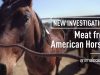 American Horses Slaughtered in Mexico for Meat | Investigation by Animal Equality