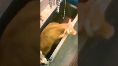 Her last moments inside of a slaughterhouse. She tries to escape but have nowhere to go.