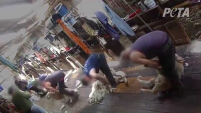 Sheep Punched, Stomped On, Cut for Wool in Australia