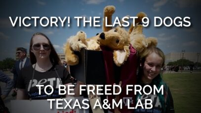 VICTORY! The Last 9 Healthy Dogs From Texas A&M Muscular Dystrophy Lab to Be Freed