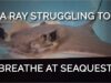 A Ray Struggling To Breathe At SeaQuest