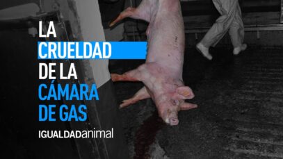 El MALTRATO ANIMAL de las CÁMARAS DE GAS de los MATADEROS