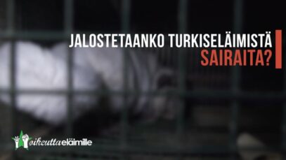 Jalostetaanko turkiseläimistä sairaita?