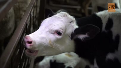 Baby cow stolen for your glass of milk | The true cost of dairy