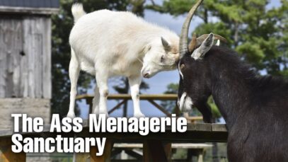 ASM Sanctuary Takeover | The Ass Menagerie Sanctuary