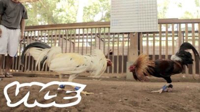 Cockfighting in the Phillipines – A Deadly Billion Dollar Industry