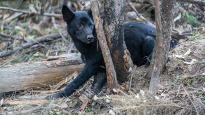 Dingo trapping in Victoria – Media Edit