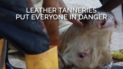 Tanning Cows’ Skin Is Dangerous for Everyone