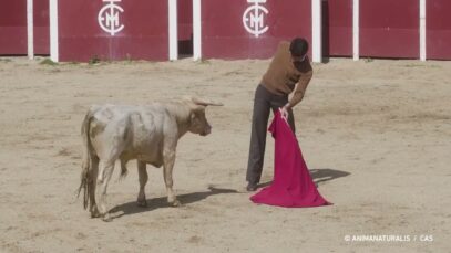 Becerrada de Escuela Taurina Yiyo en Venta del Batán (Madrid)