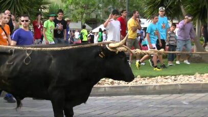 Correbous. Bou capllaçat en Sant Carles de la Ràpita. 2011