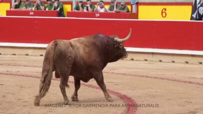 El último día de Soplón