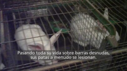 #EndTheCageAge – Investigación con cámara oculta en granja de conejos