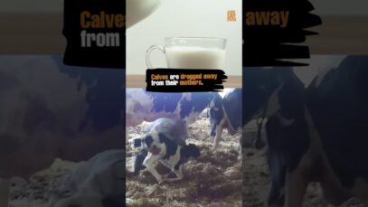 Exposing the Dairy Industry’s