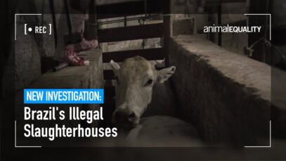 Investigation: The Secret Slaughterhouses of Brazil