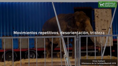 La realidad de los circos: estrés, zoocósis y desesperanza