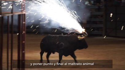 This is how blood fiestas with animals are in Spain