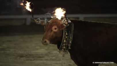 Toros embolados en Vinaròs (Castellón)