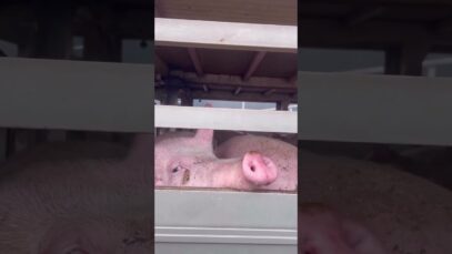 Activists Offer a Final Act of Kindness To Pigs On Their Way to Slaughter