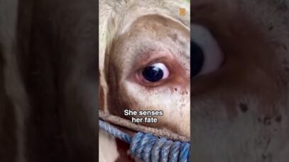 Cow cries before slaughter