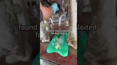 Mastitis on Dairy Cows