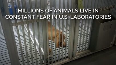 Millions of Animals Live in Constant Fear in U.S. Laboratories