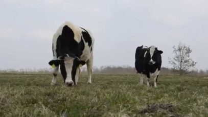 Stines (rechts) erster Gang auf die Weide