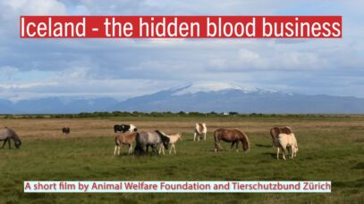 Trailer: Iceland – the hidden blood business