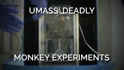 UMass’ Deadly Monkey Experiments