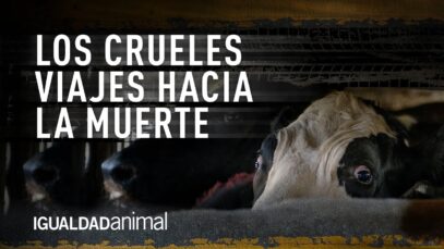 El largo y cruel viaje de los animales en México