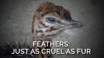 Feathers Are Just as Cruel as Fur