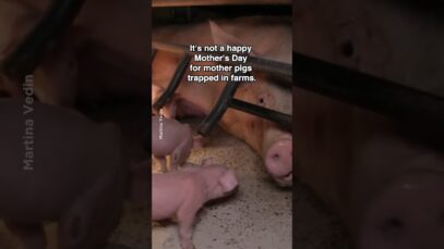 Mother Pigs Deserve a Fate Far Better Than the Brutal Separation and Slaughter for Bacon #mothersday