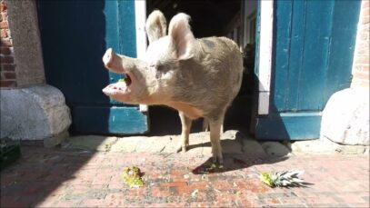 Rosa Mariechen feiert Geburtstag