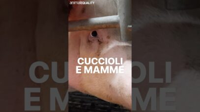 Vuoi stare dalla parte di cuccioli e mamme?