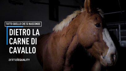 Dietro la carne di cavallo: tutto quello che devi sapere