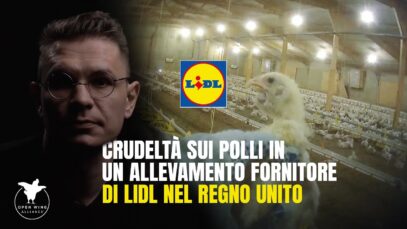 “FA PARTE DEL LAVORO” — racconta un lavoratore in un allevamento di polli fornitore di Lidl in UK