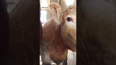 Innocent cows get sent to a slaughterhouse for a burger…#shorts