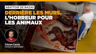 Abattoir de Bazas : derrière les murs, l’horreur pour les animaux