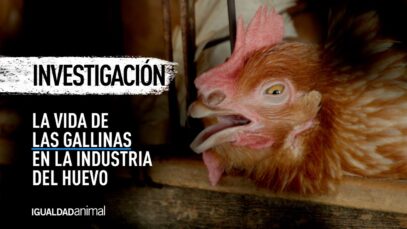 Investigación: La vida de una gallina – Narrada por Xuxa y Junno