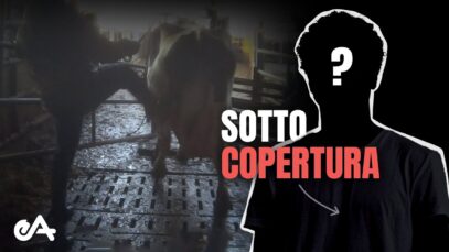 INVESTIGATORE reagisce ai video di un allevamento intensivo di mucche