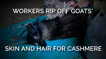 PETA Asia Investigation: Workers Rip Off Goats’ Skin and Hair for Cashmere Sweaters