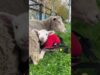 Rescued Sheep Finds Love and Becomes a Mother to an Orphaned Lamb