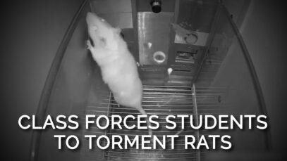 Utah State University Is Tormenting Rats in Psychology Course