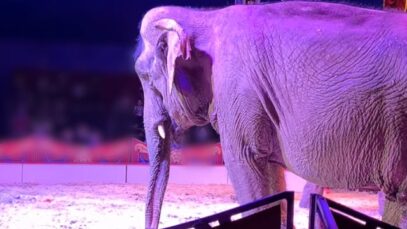 À 55 ans, Mina continue de prendre des coups dans le cirque. #CirquesSansAnimaux