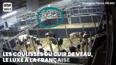 A Sobeval dans les coulisses du luxe à la française, les coups pleuvent sur les veaux