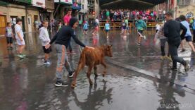 Abused baby cow