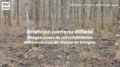 Achèvement d’un sanglier à l’épieu par un traqueur lors d’une chasse en enclos – infiltration Sologne – Printemps 2021