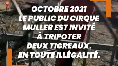 Au Cirque Muller, des tigreaux naissent, sont exhibés puis disparaissent année après année…