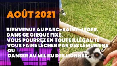 Au Parc Saint Léger, cirque fixe : chacun peut tripoter des lémuriens ou danser au milieu des lionnes.