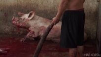 Beating a pig with a stick