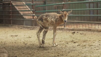 Captive Antelope injured